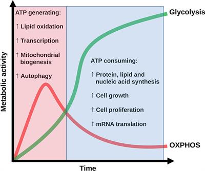 Continuous Modeling of T CD4 Lymphocyte Activation and Function